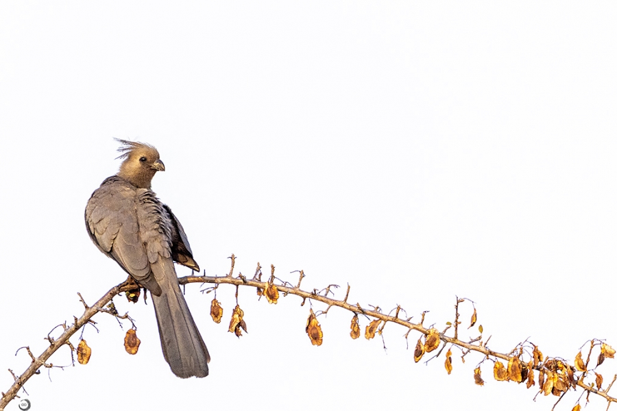 Grey Go-Away Bird <I> (Corythaixoides concolor) </i>