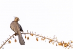 Grey Go-Away Bird <I> (Corythaixoides concolor) </i>