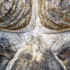 Cappe Buffalo <i> (Syncerus caffer)</i>