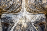 Cappe Buffalo <i> (Syncerus caffer)</i>