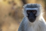 Vervet monkey <i>(Chlorocebus pygerythrus)</i>