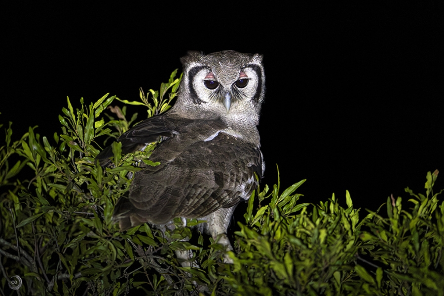 Verreaux eagle Owl <i> (Ketupa lactea)</i>