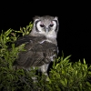 Verreaux eagle Owl <i> (Ketupa lactea)</i>