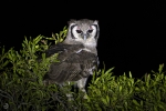 Verreaux eagle Owl <i> (Ketupa lactea)</i>
