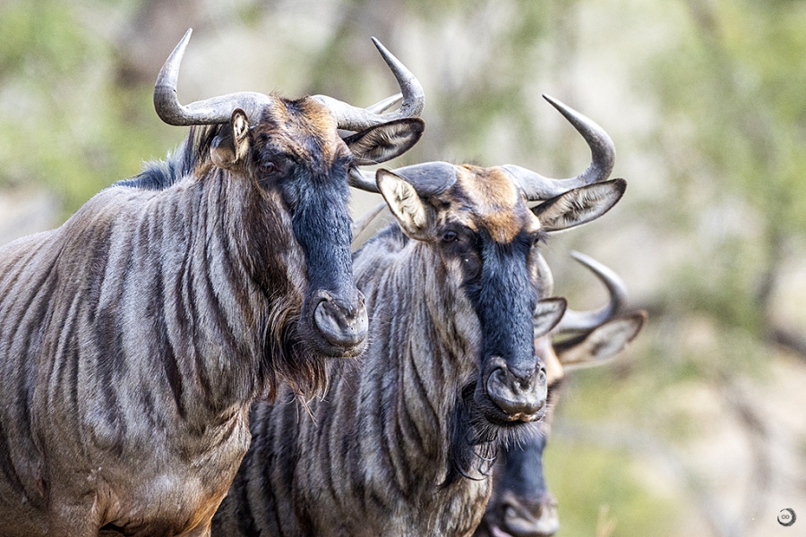 Common wildebeest <i>(Connochaetes taurinus</i>