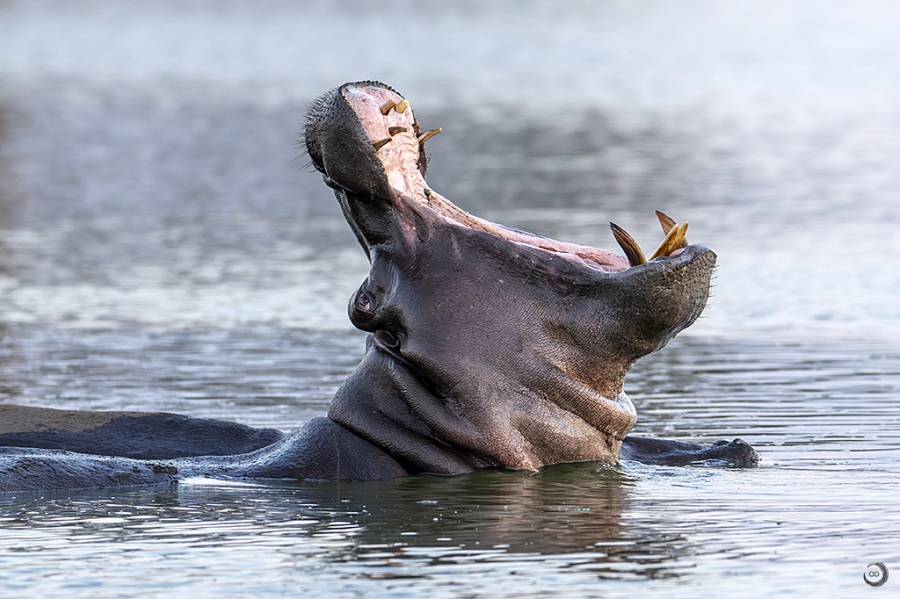 Hippo <i> (Hippopotamus amphibius)</i>