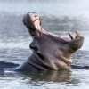 Hippo <i> (Hippopotamus amphibius)</i>
