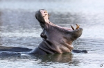 Hippo <i> (Hippopotamus amphibius)</i>