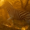 Plains zebra <i> (Equus quagga)</I>