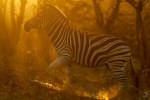Plains zebra <i> (Equus quagga)</I>
