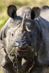 Rinoceronte indio <i>(Rhinoceros unicornis)</i>