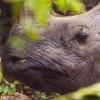 Rinoceronte indio <i>(Rhinoceros unicornis)</i>