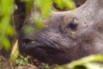 Rinoceronte indio <i>(Rhinoceros unicornis)</i>