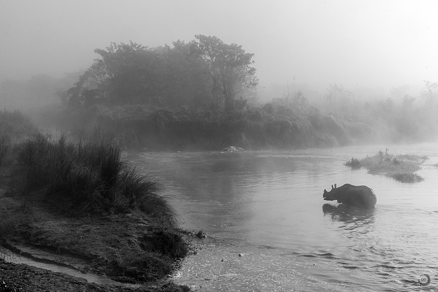 Rinoceronte indio <i>(Rhinoceros unicornis)</i>