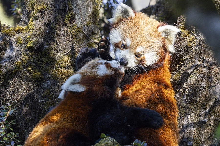 Panda rojo <i> (Ailurus fulgens)</i>