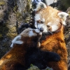 Panda rojo <i> (Ailurus fulgens)</i>