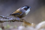 Fulveta cejiblanca <I>(Fulvetta vinipectus)</I>