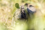Rinoceronte indio <i>(Rhinoceros unicornis)</i>
