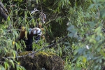 Panda rojo <i> (Ailurus fulgens)</i>