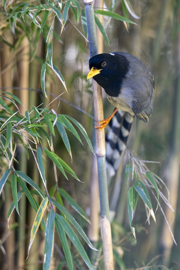 _07A1332-2 copia.jpg