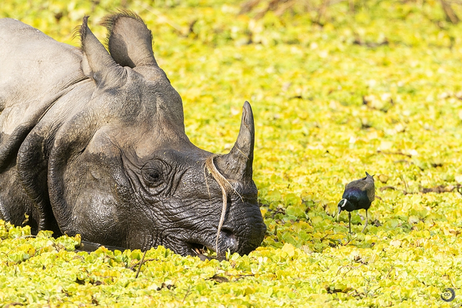 Rinoceronte indio <i>(Rhinoceros unicornis)</i>