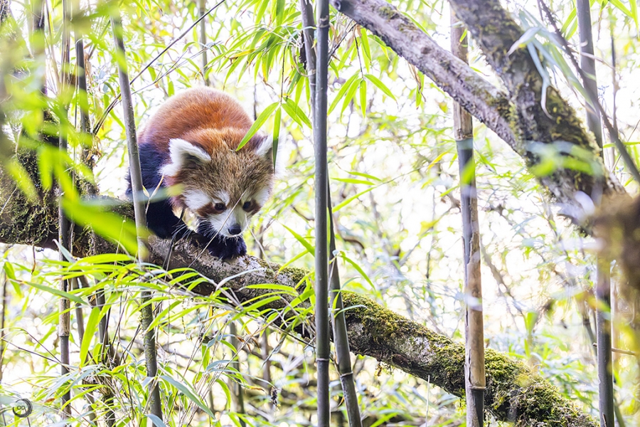 Panda rojo <i> (Ailurus fulgens)</i>