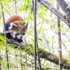 Panda rojo <i> (Ailurus fulgens)</i>