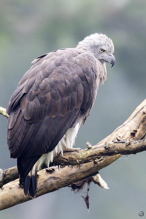 Pigargillo común<I> (Grey-headed fish eagle)</I>
