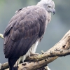 Pigargillo común<I> (Grey-headed fish eagle)</I>