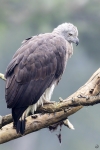 Pigargillo común<I> (Grey-headed fish eagle)</I>