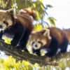 Panda rojo <i> (Ailurus fulgens)</i>