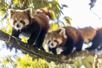 Panda rojo <i> (Ailurus fulgens)</i>