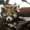 Panda rojo <i> (Ailurus fulgens)</i>