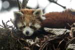 Panda rojo <i> (Ailurus fulgens)</i>