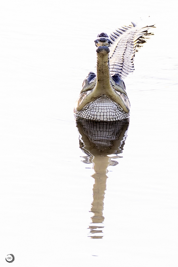Gavial <i> (Gavialis gangeticus)</i>