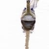 Gavial <i> (Gavialis gangeticus)</i>