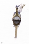 Gavial <i> (Gavialis gangeticus)</i>