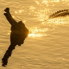 Gavial <i> (Gavialis gangeticus)</i>