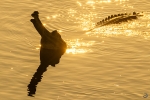 Gavial <i> (Gavialis gangeticus)</i>
