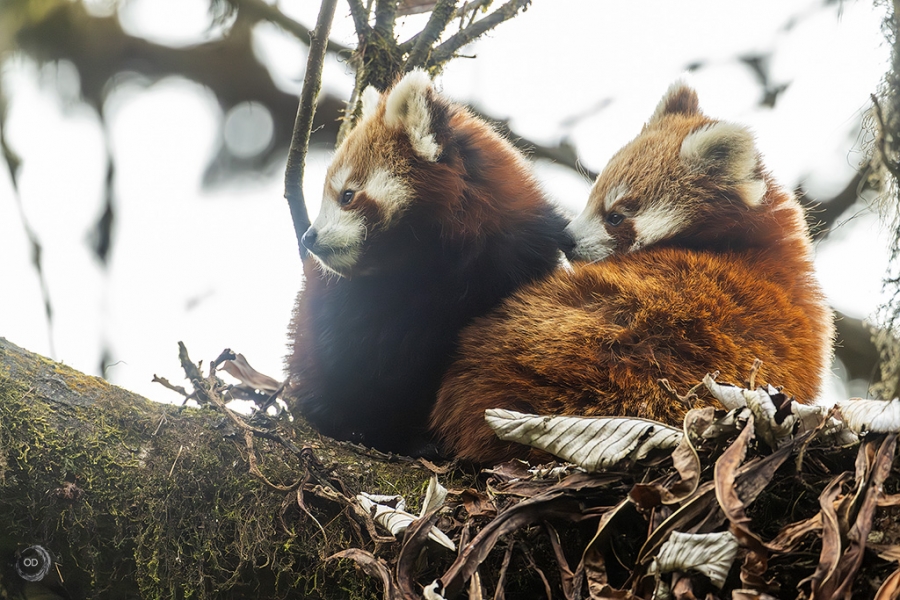 Panda rojo <i> (Ailurus fulgens)</i>