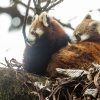 Panda rojo <i> (Ailurus fulgens)</i>