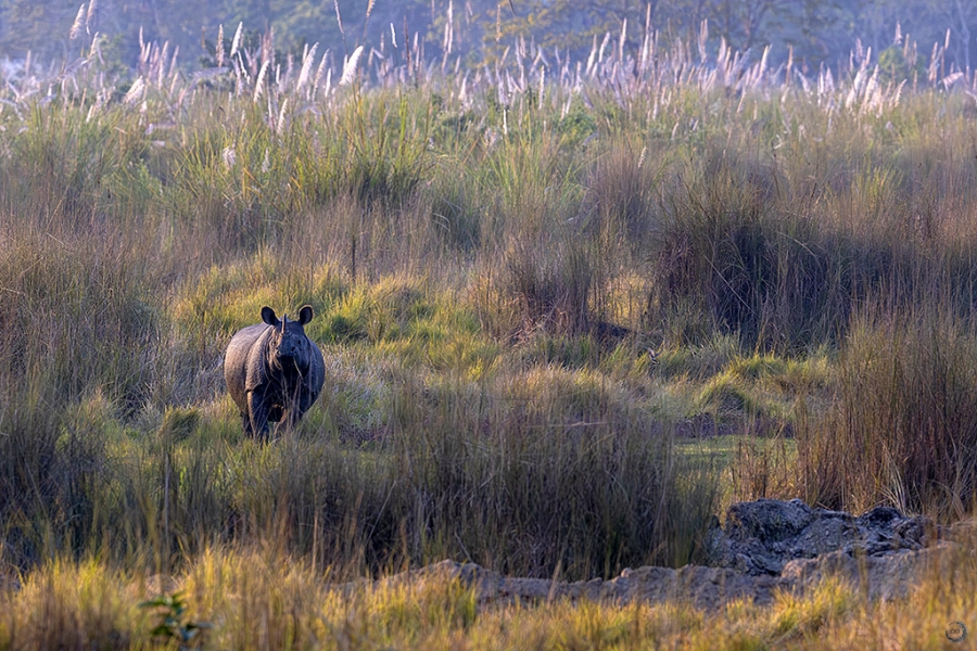 Rinoceronte indio <i>(Rhinoceros unicornis)</i>
