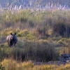 Rinoceronte indio <i>(Rhinoceros unicornis)</i>