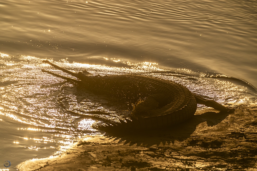 Gavial <i> (Gavialis gangeticus)</i>