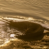 Gavial <i> (Gavialis gangeticus)</i>