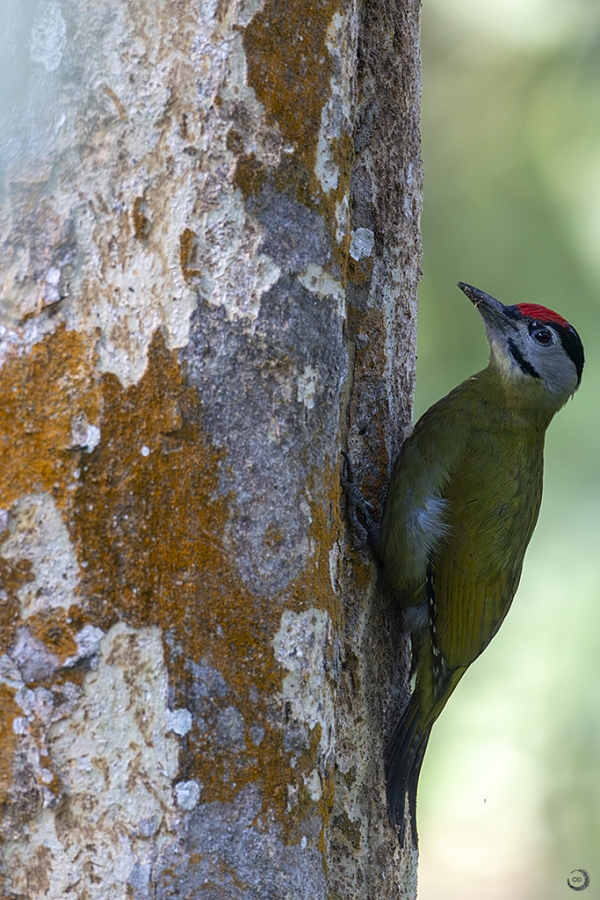 _07A6410-2 copia.jpg