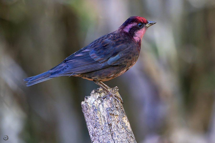 Camachuelo oscuro <i>(Procarduelis nipalensis)</i>
