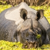 Rinoceronte indio <i>(Rhinoceros unicornis)</i>