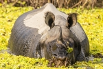 Rinoceronte indio <i>(Rhinoceros unicornis)</i>