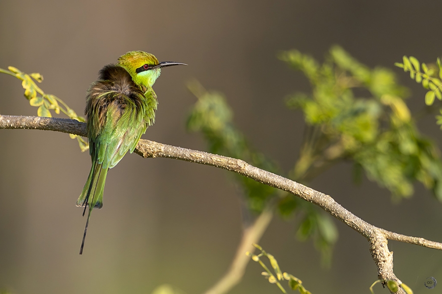 Abejarucos esmeralda <I> (Merops orientalis)</i>